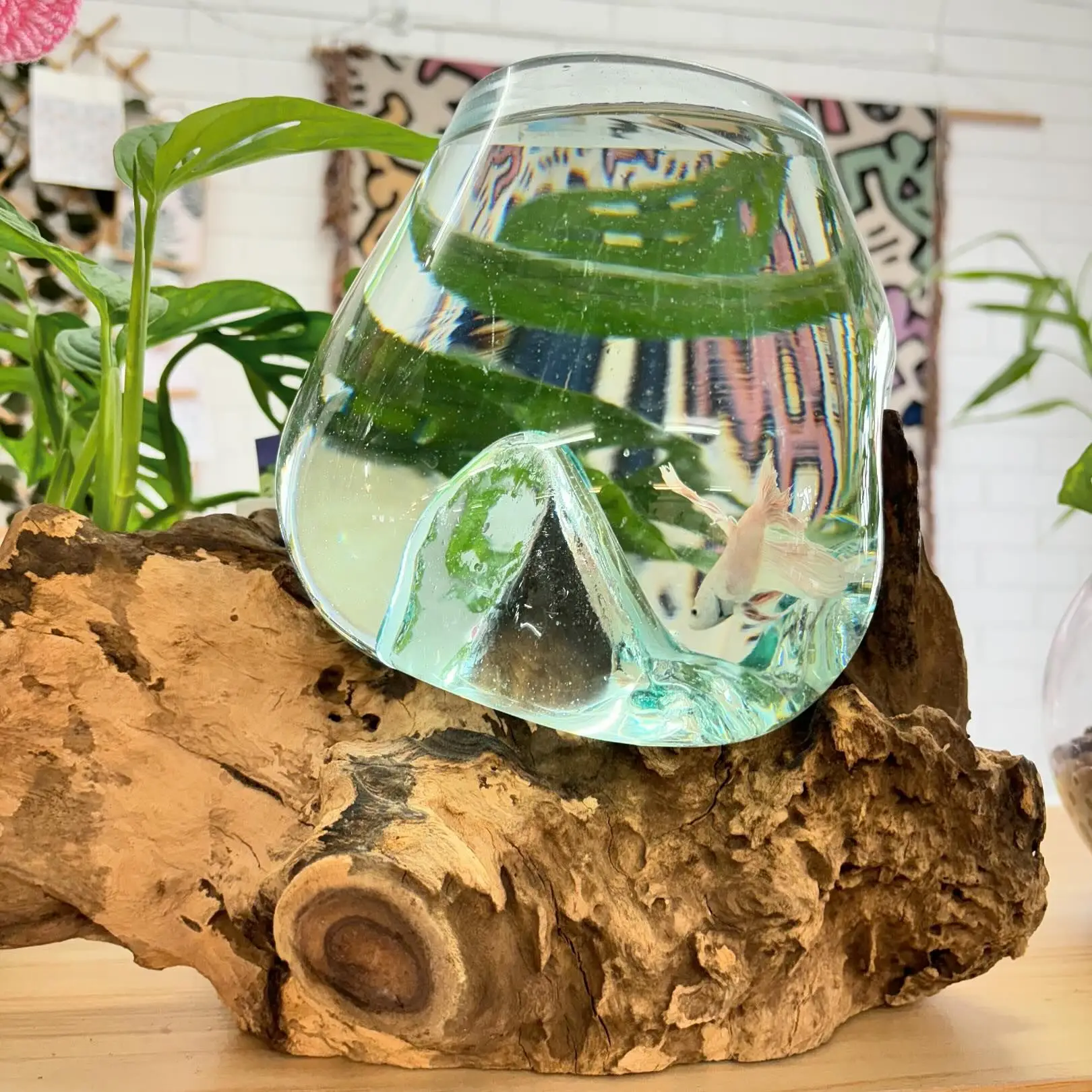 interior-24-view-i-wet-my-plants-alderley