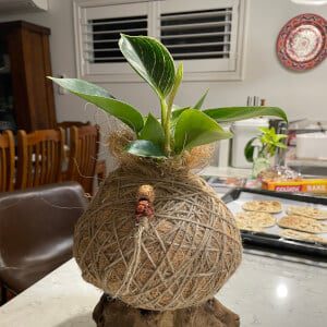 kokedama-ball-i-wet-my-plants-alderley